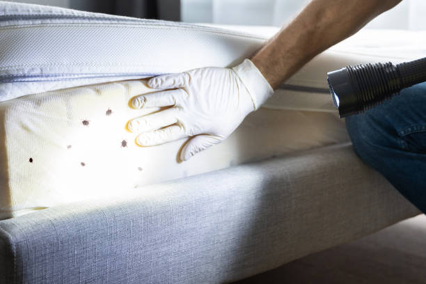 Best Pest Prevention Services  in Lepanto, AR