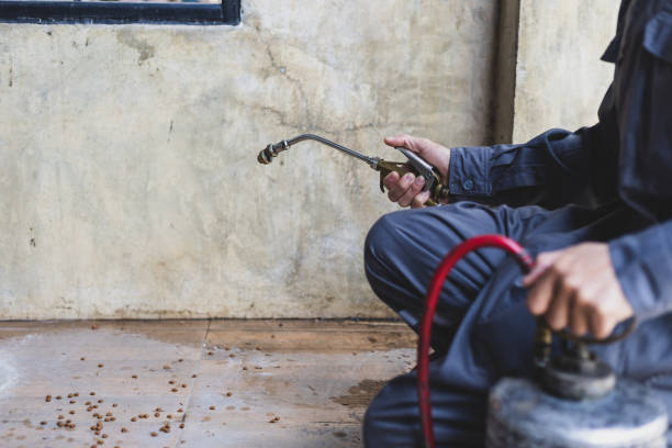 Best Rat Extermination Near Me  in Lepanto, AR